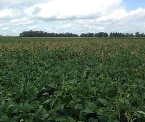 Time To Start Preparing For White Mold Management In Soybean